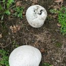 산내면 입석마을 이미지