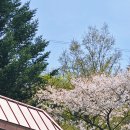 로뎅853-1 이미지