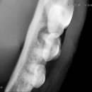 태백동물병원 이미지