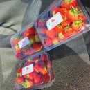 태광염소 이미지