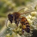 CCD관련 기사 (Honey Bee Die-off Alarms Beekeepers) 이미지