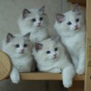 위플스튜디오 이미지