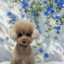 홀리몰리살롱 이미지