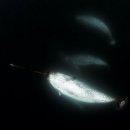 고래반점 이미지