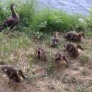 아,귀여워 이미지