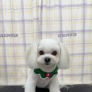 탱스땡스 이미지