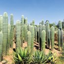 선은농장 이미지