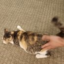 토모노야호텔&료칸 | 토모노야 호텔 &amp; 료칸 경주 솔직 후기 | 비행깃값 굳는 일본 감성 료칸 식사부터 귀여운 고양이까지