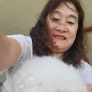 송이다이브랜드