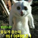 미국 4대 메이저 신문사를 일면 톱으로 장식했던 최초의 한국인 이미지