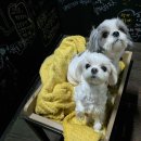 독플레이스 | 가평여행 애견동반 펜션 <투독 플레이스> 퍼그방 내돈내산 후기