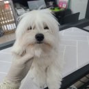 러블리 멍멍이 이미지