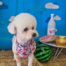 예쁘개# 애견미용실 이미지