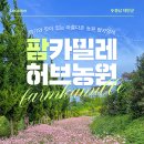 태안 팜카밀레 허브농원 수국 시즌(+입장료) | 향기와 색채의 향연 속으로!