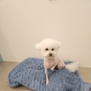 쥬쥬애견
