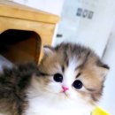 캣프렌즈 이미지