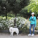 도그매니저 이미지