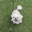 리틀파우스 이미지