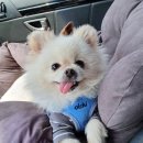 강아지 마을회관 이미지