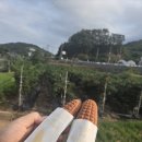 미스터쌀 | 거제도 매미성 미스터옥슈슈 쌀로 만든 찰옥수수빵 내돈내산 후기