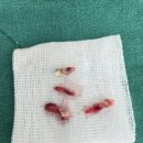 포곡동물병원 네이버블로그