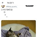 푸돼지
