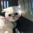 고양이무마취미용 고무미 이미지