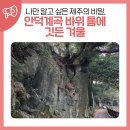 안덕면 감산리 재활용 도움센터 | 나만 알고 싶은 제주의 비밀, 안덕계곡 바위 틈에 깃든 겨울