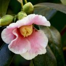 동백4로 이미지