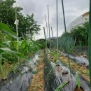 해뜬농장 이미지