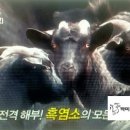녹색흑염소(주) 이미지