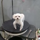강남애니펫샵