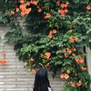 까페능소화 | 제주 능소화 카페 그러므로 part2 완전 추천 후기