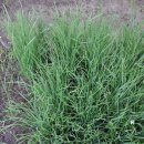 정성야채 이미지