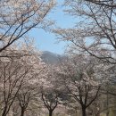 지역사랑농촌체험휴양마을 | [춘천/부귀리] 춘천 벚꽃 명소, 흔치않은 숨겨져있는 벚꽃코스 '부귀리 벚꽃길' 주말 오후 후기