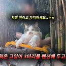 7년을 키워온 고양이 3마리를 펜션에 두고온 가족들 (고양이탐정) 이미지