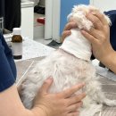 정 메디컬 동물병원 이미지