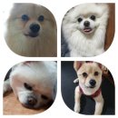 여기서 이쁘게 미용하개 이미지