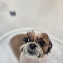 멍보드레 이미지