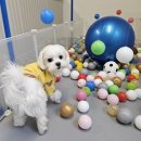 차차네 유치원 이미지