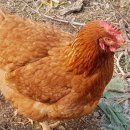 서니농장 이미지