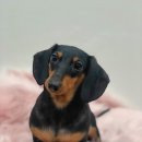 봉쥬르멍멍 이미지