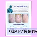 사과나무동물병원