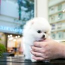 송현동 강아지 이미지