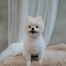 메씨엘리 이미지