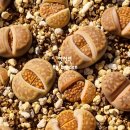 할리농장 이미지