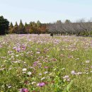 코스모스드림 이미지