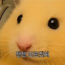 햄찌월드