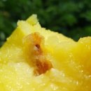 싱싱청과 이미지