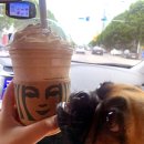 멍멍으르렁컹컹 부대찌개 이미지